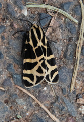 Apantesis incorrupta