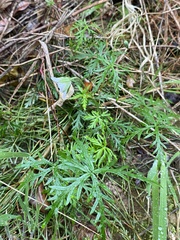 Geranium incanum
