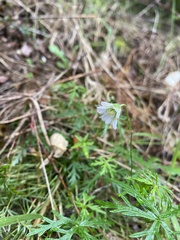 Geranium incanum
