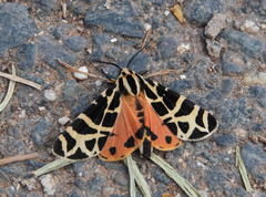 Apantesis incorrupta