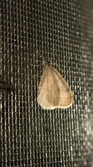 Operophtera bruceata