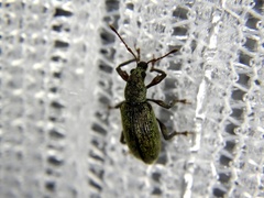 Phyllobius picipes