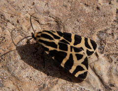 Apantesis incorrupta