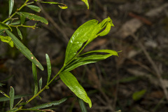 Acacia verniciflua