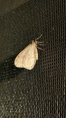 Operophtera bruceata
