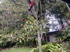 Sericulus chrysocephalus