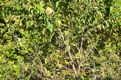 Lonicera maackii