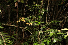Uromyrtus tenella