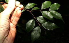 Uromyrtus tenella