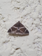 Argyrostrotis