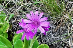 Senecio speciosus