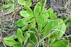 Senecio speciosus