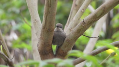 Pyrocephalus rubinus obscurus