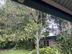 Sericulus chrysocephalus