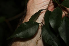 Uromyrtus tenella