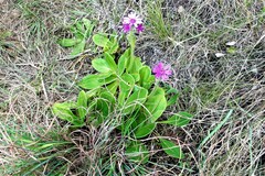 Senecio speciosus