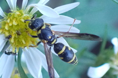 Parancistrocerus pedestris