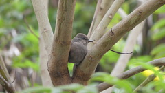 Pyrocephalus rubinus obscurus