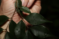 Uromyrtus tenella
