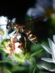 Parancistrocerus pedestris