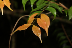 Uromyrtus tenella