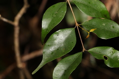 Uromyrtus tenella