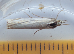 Chrysoteuchia culmella