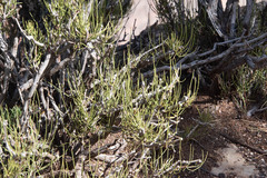 Ephedra viridis