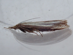 Chrysoteuchia culmella