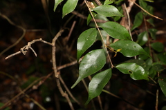 Uromyrtus tenella
