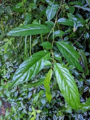 Rhamnus formosana