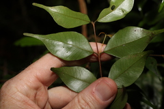 Uromyrtus tenella