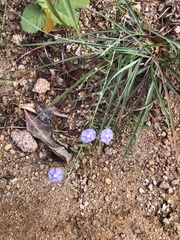 Evolvulus alsinoides