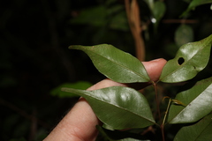 Uromyrtus tenella