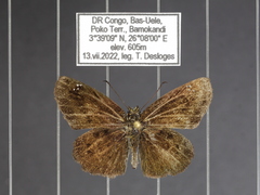 Eagris subalbida aurivillii