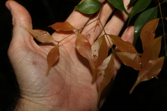 Uromyrtus tenella