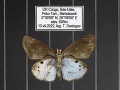 Eagris subalbida aurivillii