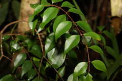 Uromyrtus tenella