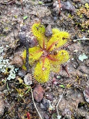 Drosera bulbosa