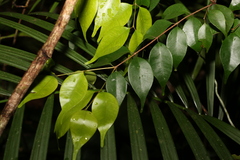 Uromyrtus tenella