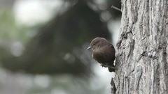 Pyrocephalus rubinus obscurus