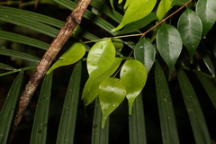 Uromyrtus tenella