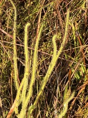 Drosera tracyi
