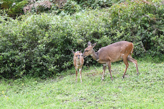 Tragelaphus sylvaticus sylvaticus