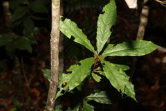 Pittosporum rubiginosum