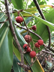 Alpinia