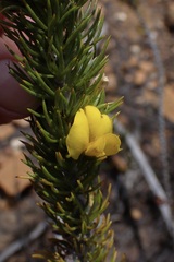 Aspalathus sceptrum-aureum