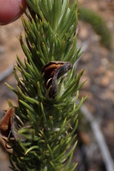 Aspalathus sceptrum-aureum