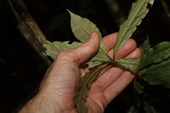Pittosporum rubiginosum