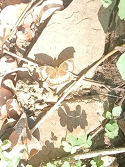Junonia terea